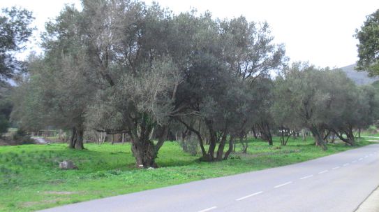 L'oliveraie APRES